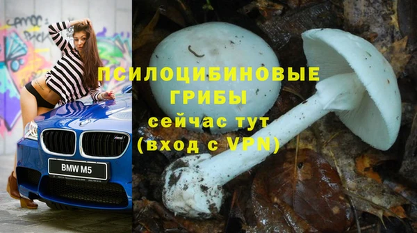 прущие грибы Белокуриха